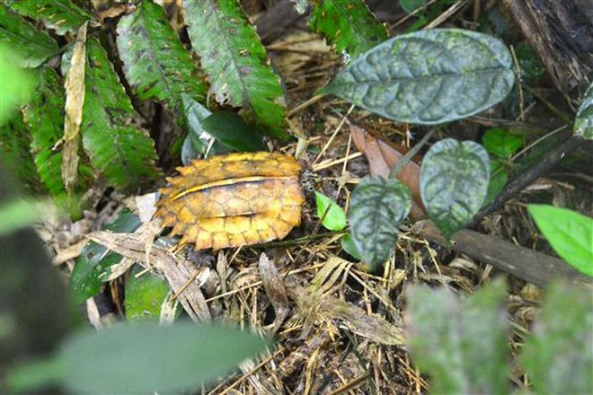 Thanh Hoa : conservation d’espèces de tortues rares ảnh 1  Thanh Hoa : conservation d’espèces de tortues rares ảnh 1
