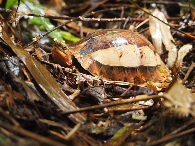Thanh Hoa : conservation d’espèces de tortues rares ảnh 2  Thanh Hoa : conservation d’espèces de tortues rares ảnh 2