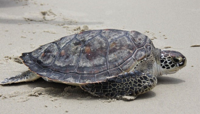 Une tortue olivâtre d'environ 100 kg est relâchée en mer ảnh 1 Une tortue olivâtre d'environ 100 kg est relâchée en mer ảnh 1