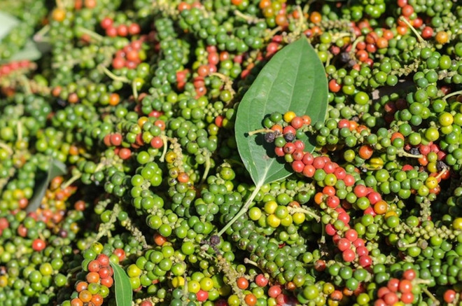 Les exportations de poivre retrouvent des couleurs ảnh 1 Les exportations de poivre retrouvent des couleurs ảnh 1