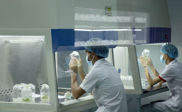 Des experts étrangers inspectent la culture du ginseng Ngoc Linh à Quang Nam ảnh 2 Des experts étrangers inspectent la culture du ginseng Ngoc Linh à Quang Nam ảnh 2