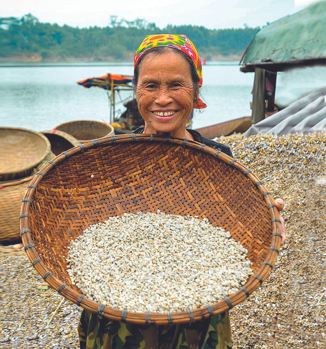 À Hà Tinh, les récolteurs d’orbicules sortent de leur coquille ảnh 2 À Hà Tinh, les récolteurs d’orbicules sortent de leur coquille ảnh 2