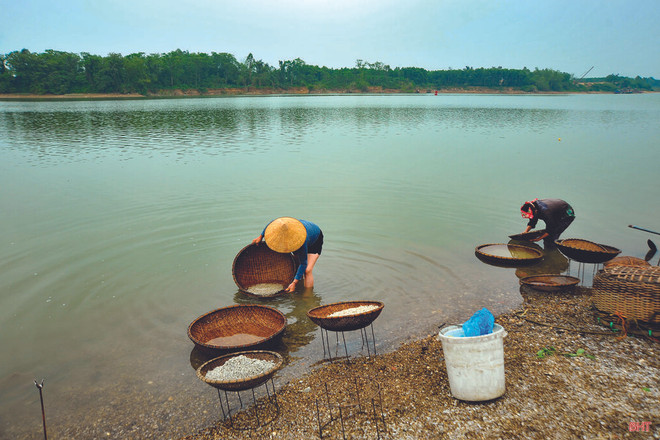 À Hà Tinh, les récolteurs d’orbicules sortent de leur coquille ảnh 1 À Hà Tinh, les récolteurs d’orbicules sortent de leur coquille ảnh 1
