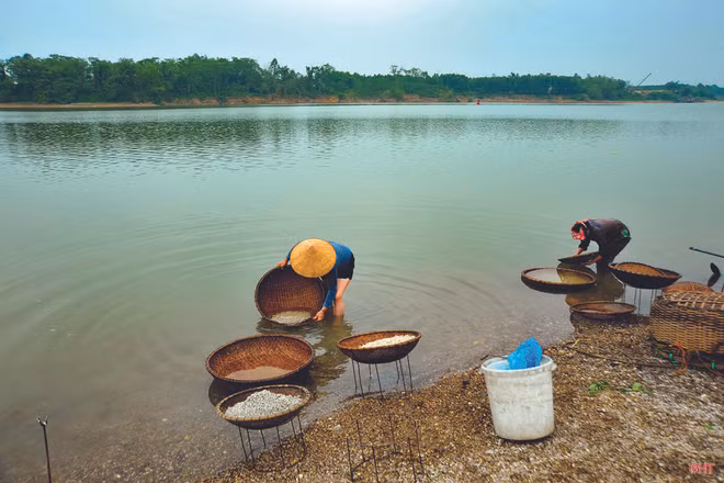 À Hà Tinh, les récolteurs d’orbicules sortent de leur coquille ảnh 1