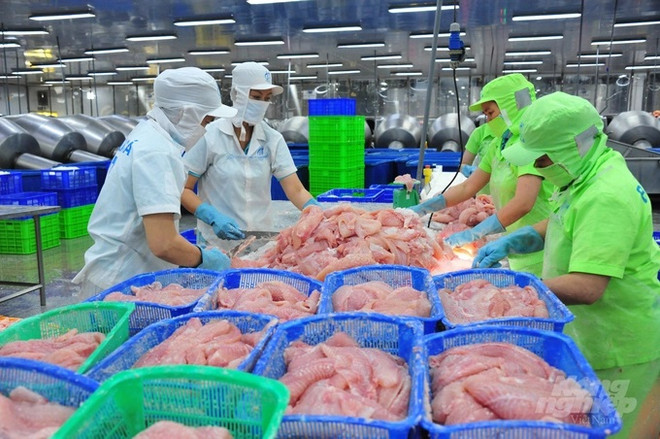 La Chine importe massivement du pangasius du Vietnam ảnh 1 La Chine importe massivement du pangasius du Vietnam ảnh 1