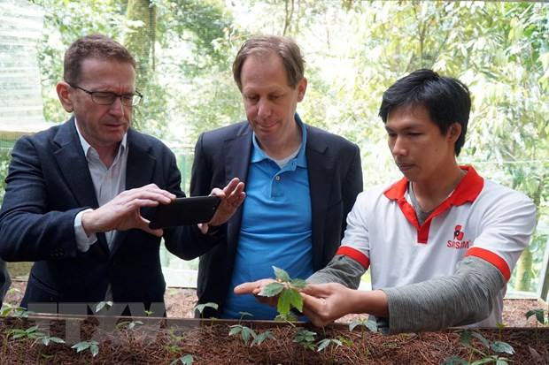 Des experts étrangers inspectent la culture du ginseng Ngoc Linh à Quang Nam ảnh 1 Des experts étrangers inspectent la culture du ginseng Ngoc Linh à Quang Nam ảnh 1