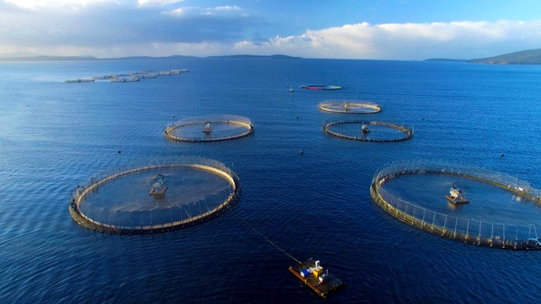 Faire de l'aquaculture marine une industrie moderne ảnh 1
