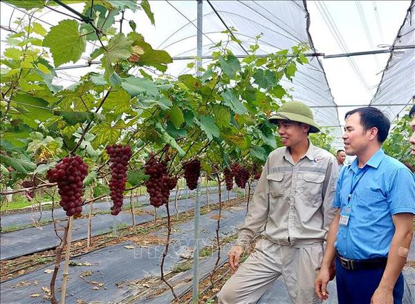 Dong Trieu s'efforce de devenir un modèle de Nouvelle Ruralité exemplaire de Quang Ninh ảnh 2 Dong Trieu s'efforce de devenir un modèle de Nouvelle Ruralité exemplaire de Quang Ninh ảnh 2
