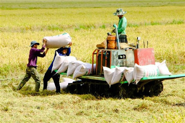 Une année qui s'annonce sous les meilleurs auspices pour les exportateurs de riz ảnh 1 Une année qui s'annonce sous les meilleurs auspices pour les exportateurs de riz ảnh 1