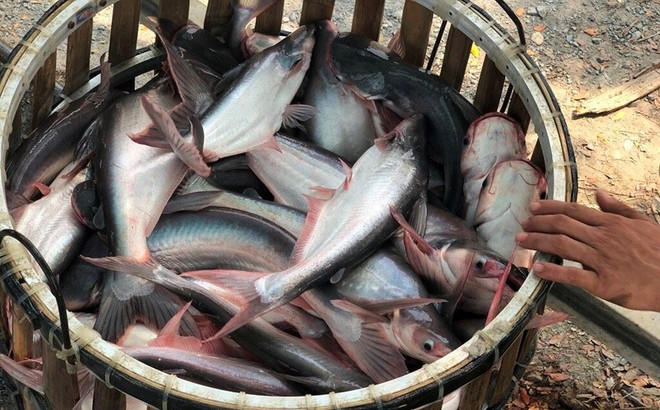 La Thaïlande importe de plus en plus de pangasius vietnamiens ảnh 1