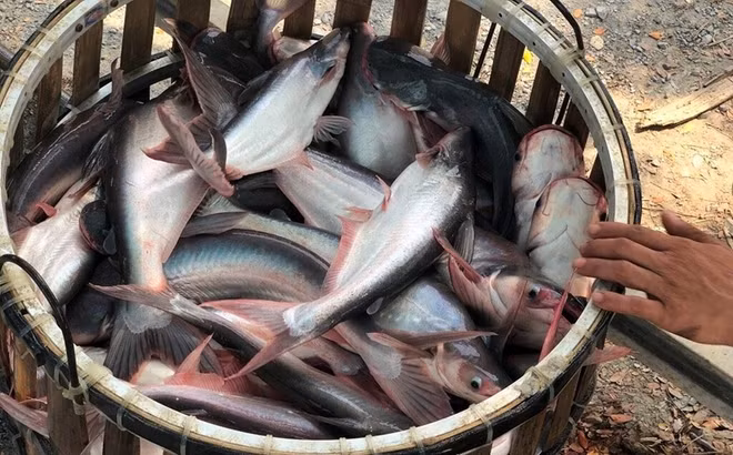 La Thaïlande importe de plus en plus de pangasius vietnamiens ảnh 1