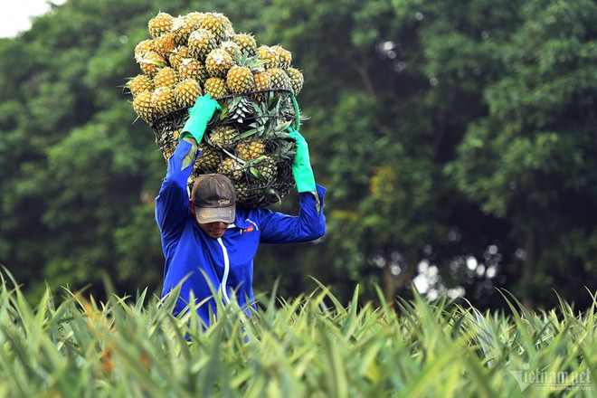 Forte hausse des exportations de fruits et légumes vers la Chine et le Laos ảnh 1 Forte hausse des exportations de fruits et légumes vers la Chine et le Laos ảnh 1