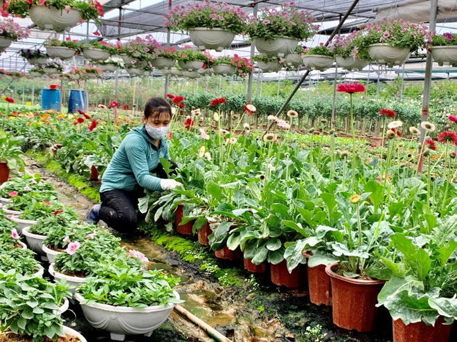 Hung Yen développe l'économie agricole dans ses zones alluviales ảnh 2 Hung Yen développe l'économie agricole dans ses zones alluviales ảnh 2