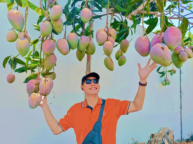 Les vergers de manguiers à Khanh Hoà attirent les touristes ảnh 2 Les vergers de manguiers à Khanh Hoà attirent les touristes ảnh 2