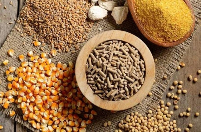 Alimentation animale: les exportations atteignent 1,13 milliard de dollars en 2022 ảnh 1 Alimentation animale: les exportations atteignent 1,13 milliard de dollars en 2022 ảnh 1