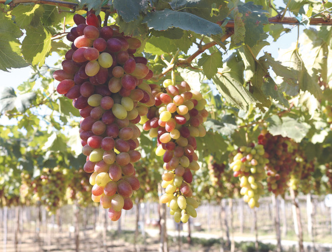 Elle lance une carte numérique de fruits vietnamiens ảnh 3 Elle lance une carte numérique de fruits vietnamiens ảnh 3