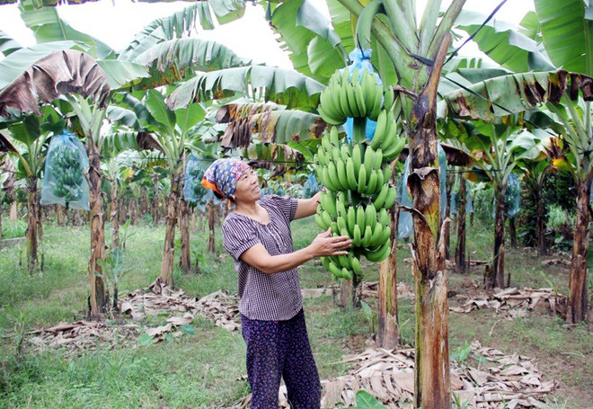 Hung Yen développe l'économie agricole dans ses zones alluviales ảnh 1 Hung Yen développe l'économie agricole dans ses zones alluviales ảnh 1