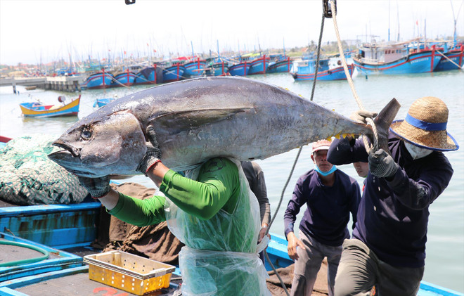 Les efforts de l'ASEAN pour développer une pêche durable ảnh 4 Les efforts de l'ASEAN pour développer une pêche durable ảnh 4