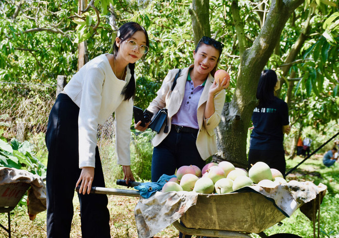 Les vergers de manguiers à Khanh Hoà attirent les touristes ảnh 1 Les vergers de manguiers à Khanh Hoà attirent les touristes ảnh 1