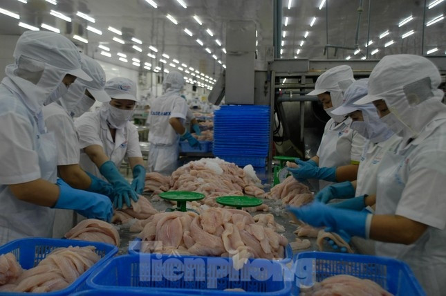 La Thaïlande importe de plus en plus de pangasius vietnamiens ảnh 2