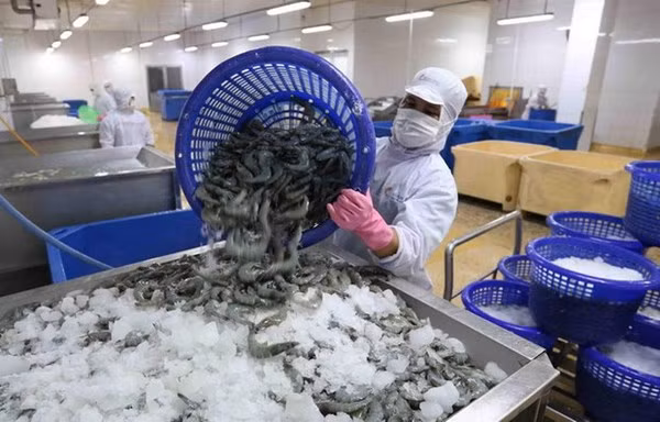 Ca Mau améliore la qualité de sa croissance ảnh 2