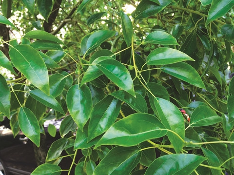 Aux racines de l’histoire, le camphrier de Bac Giang ảnh 3
