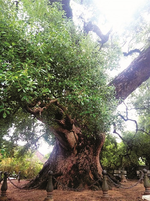 Aux racines de l’histoire, le camphrier de Bac Giang ảnh 2