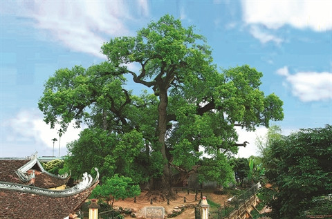Aux racines de l’histoire, le camphrier de Bac Giang ảnh 1 Aux racines de l’histoire, le camphrier de Bac Giang ảnh 1