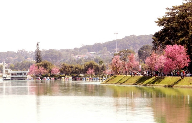 Da Lat : organisation pour la première fois la fête des cerises d'abricot ảnh 1