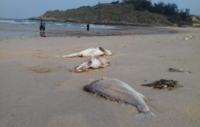 Mort en série de poissons : le PM demande des sanctions ảnh 1 Mort en série de poissons : le PM demande des sanctions ảnh 1