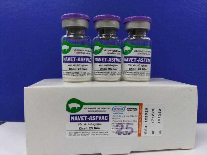 Deux autres vaccins contre la peste porcine africaine seront administrés d’ici la fin de 2022 ảnh 1 Deux autres vaccins contre la peste porcine africaine seront administrés d’ici la fin de 2022 ảnh 1