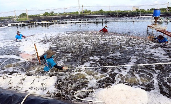 Multiplication des modèles de rizicrevetticulture bio à Bac Lieu ảnh 1 Multiplication des modèles de rizicrevetticulture bio à Bac Lieu ảnh 1