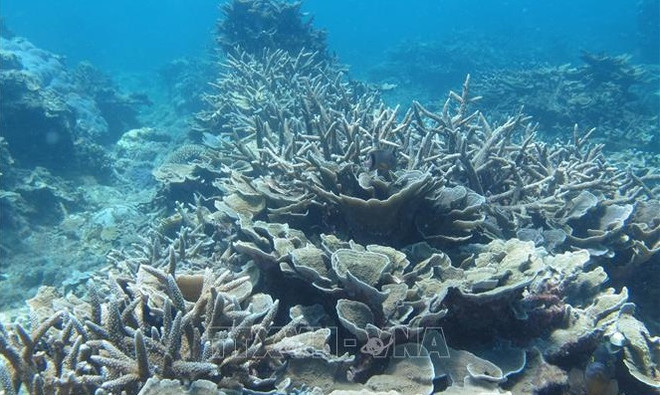 Le Vietnam déterminé à protéger les océans ảnh 1 Le Vietnam déterminé à protéger les océans ảnh 1