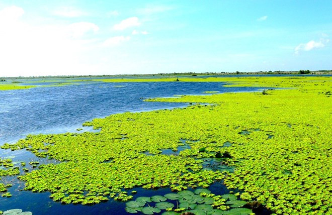 U Minh Thuong devient le 2.228e site Ramsar du monde ảnh 1 U Minh Thuong devient le 2.228e site Ramsar du monde ảnh 1