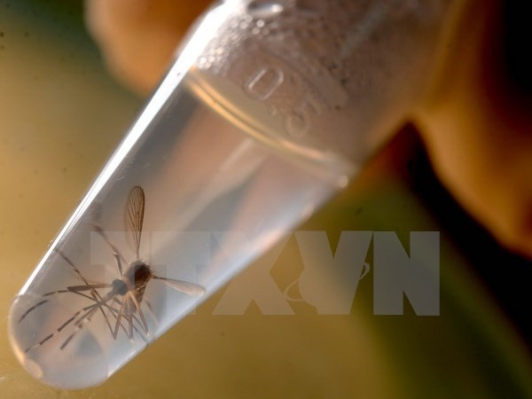 Zika : renforcement des contrôles aux portes frontalières ảnh 2 Zika : renforcement des contrôles aux portes frontalières ảnh 2