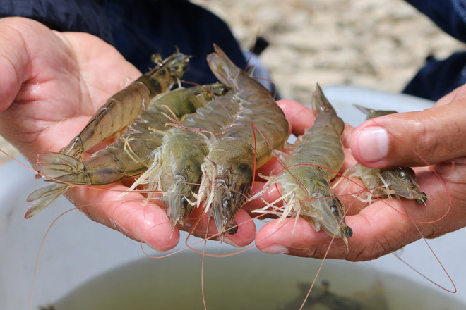 La crevette vietnamienne de plus en plus compétitive sur le marché américain ảnh 1 La crevette vietnamienne de plus en plus compétitive sur le marché américain ảnh 1