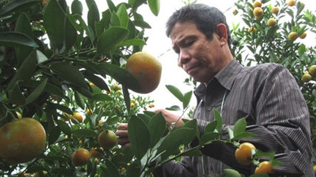 Bientôt la fête des kumquats 2018 à Hôi An ảnh 1 Bientôt la fête des kumquats 2018 à Hôi An ảnh 1