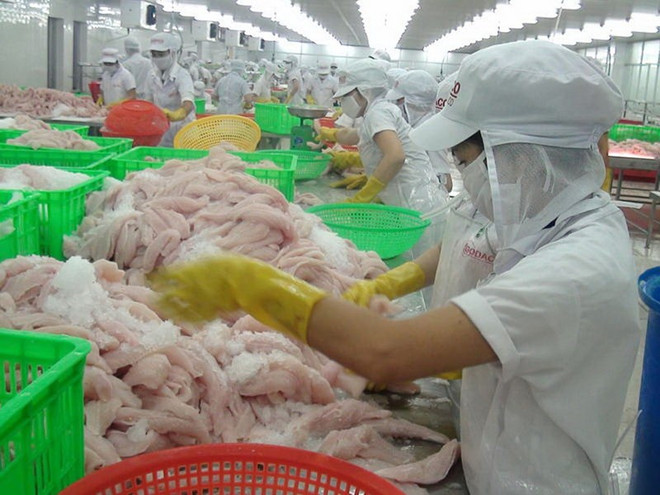 Maruha Nichiro renforce ses importations de pangasius du Vietnam ảnh 1