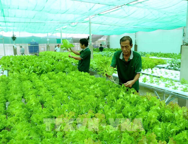 Environ 1.600 coopératives supplémentaires verront le jour cette année ảnh 1 Environ 1.600 coopératives supplémentaires verront le jour cette année ảnh 1