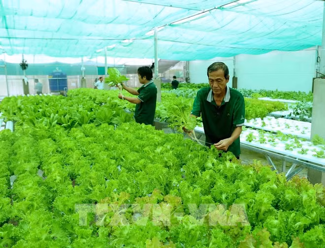 Environ 1.600 coopératives supplémentaires verront le jour cette année ảnh 1 Environ 1.600 coopératives supplémentaires verront le jour cette année ảnh 1