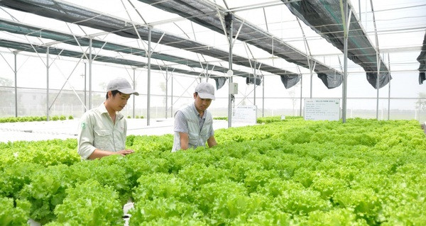 L’Australie financera l’innovation technologique dans le secteur agricole vietnamien ảnh 1 L’Australie financera l’innovation technologique dans le secteur agricole vietnamien ảnh 1