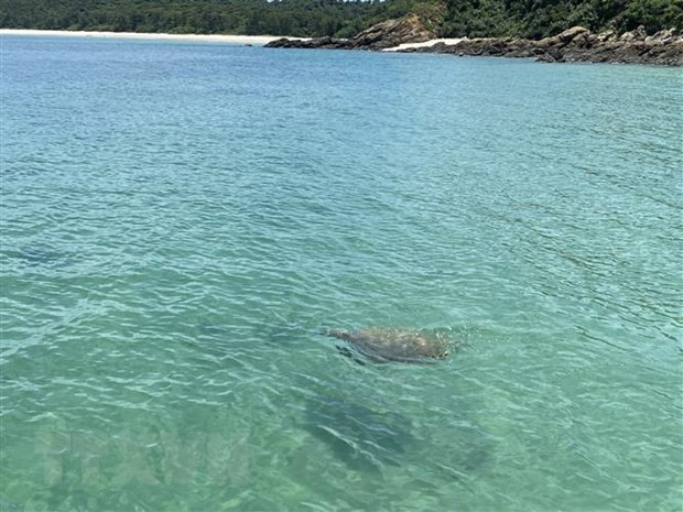 Une tortue marine apparaît dans les eaux de Co To ảnh 1 Une tortue marine apparaît dans les eaux de Co To ảnh 1