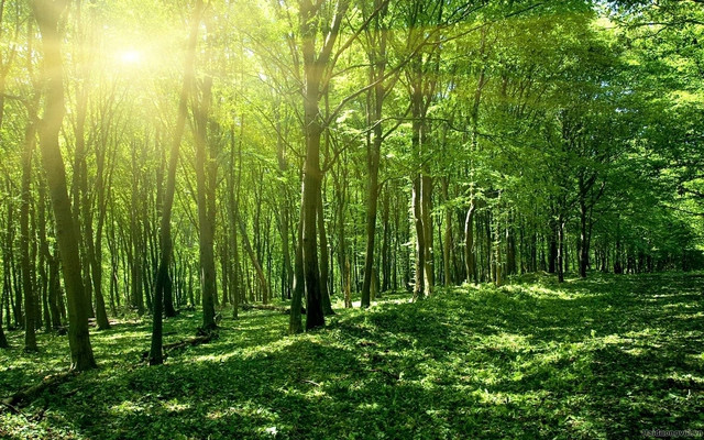 Approbation d’un plan de mise en œuvre de la Déclaration de Glasgow sur les forêts et l'utilisation des sols ảnh 1 Approbation d’un plan de mise en œuvre de la Déclaration de Glasgow sur les forêts et l'utilisation des sols ảnh 1
