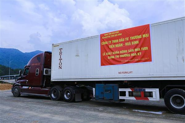 Plus de 17 tonnes de cannes à sucre fraîches sont exportées vers les États-Unis ảnh 2 Plus de 17 tonnes de cannes à sucre fraîches sont exportées vers les États-Unis ảnh 2