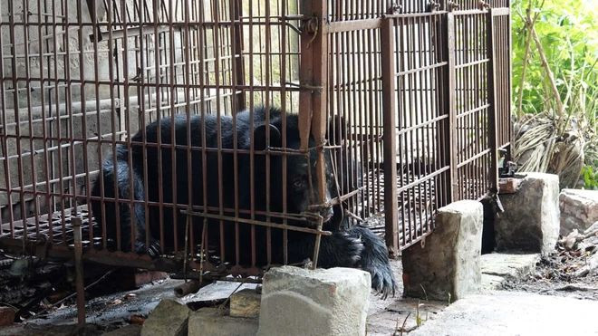 Sauvetage du dernier ours captif à Hai Duong ảnh 1 Sauvetage du dernier ours captif à Hai Duong ảnh 1