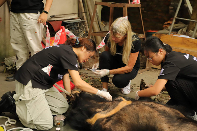 Sauvetage du dernier ours captif à Hai Duong ảnh 2 Sauvetage du dernier ours captif à Hai Duong ảnh 2