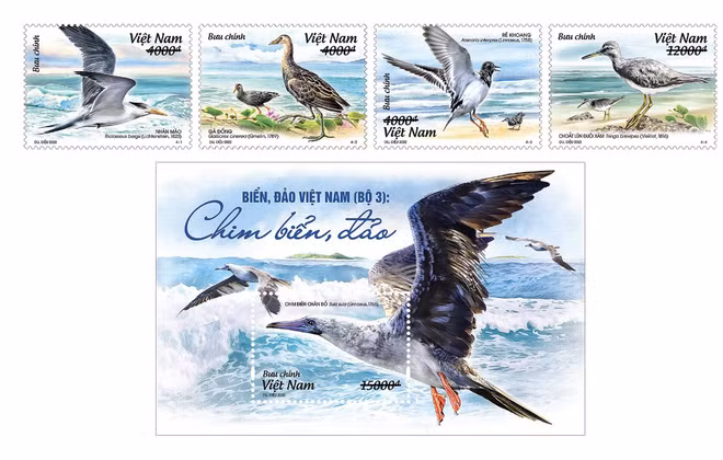 Bientôt une collection de timbres sur les oiseaux de mer du Vietnam ảnh 1