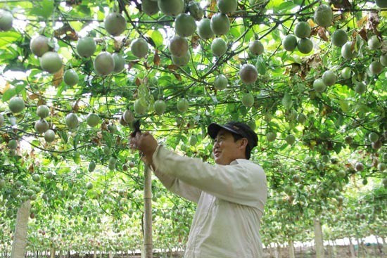Signes positifs pour les exportations de fruits vietnamiens ảnh 1