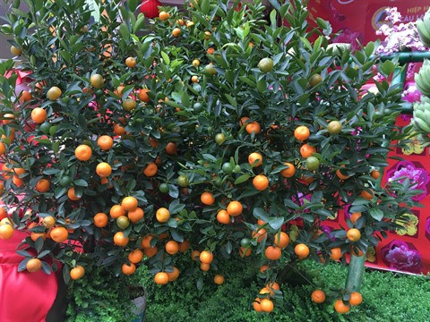 Des fleurs et plantes pour accueillir le printemps en beauté ảnh 1 Des fleurs et plantes pour accueillir le printemps en beauté ảnh 1