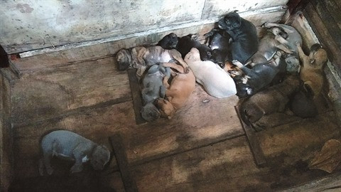 Le chien de Phu Quôc, une pure race qui nous fait craquer ảnh 2 Le chien de Phu Quôc, une pure race qui nous fait craquer ảnh 2